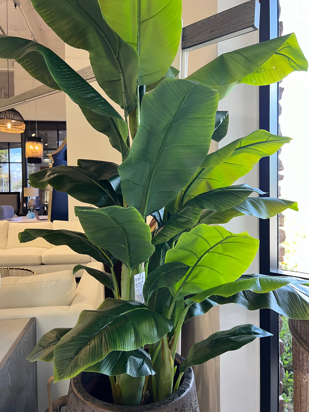 Fiddle Leaf Potted Plant